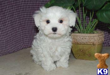 Rocky - Maltese Male